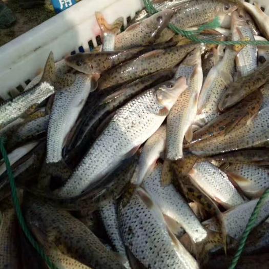 想養(yǎng)花骨魚？這些養(yǎng)殖技巧你必須掌握